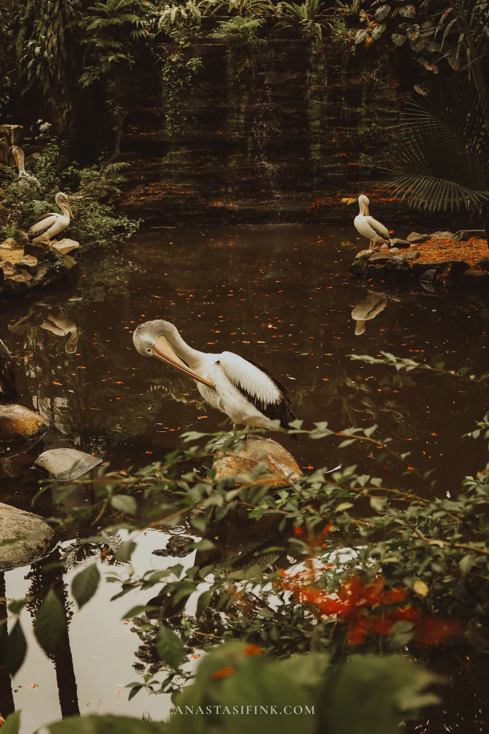 Pelicans by the pond with waterfall