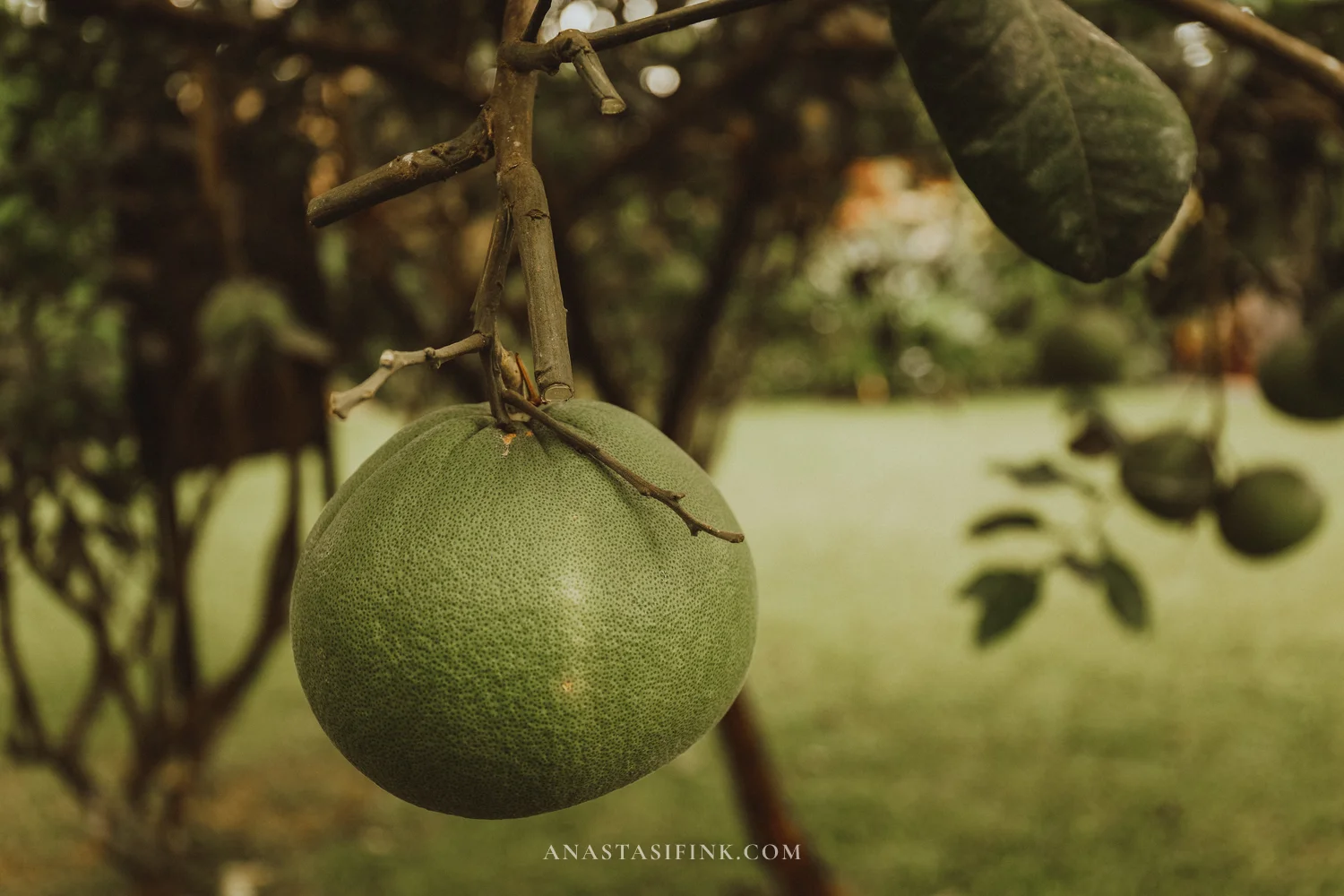 Pomelo on a tree in the park