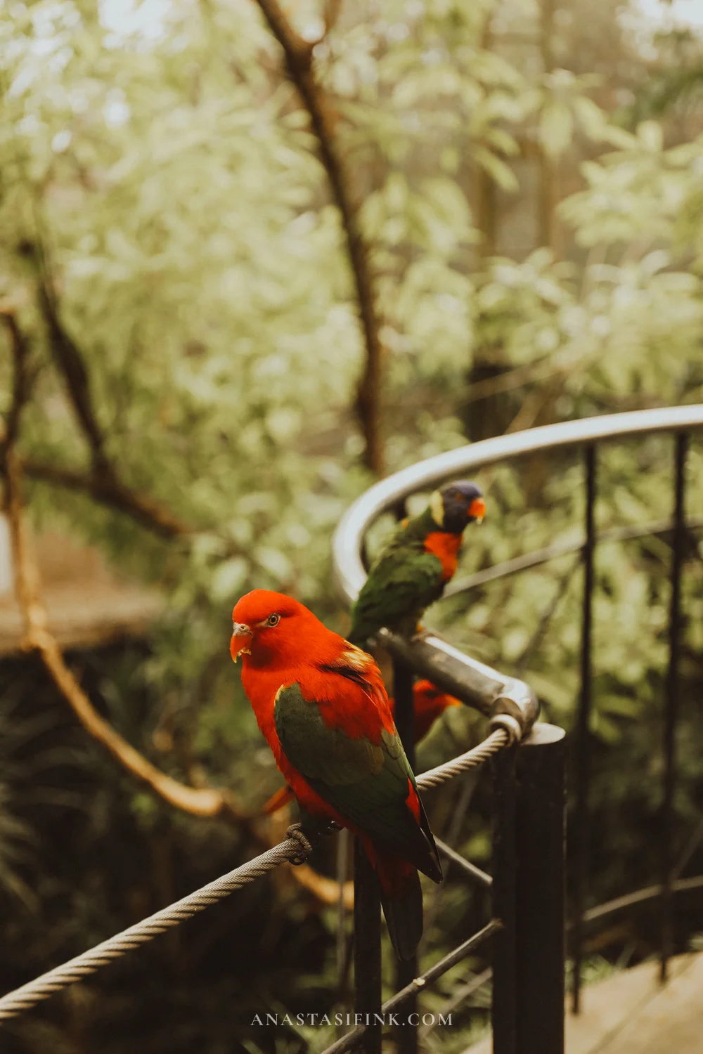 Red Lory sitting on a railing