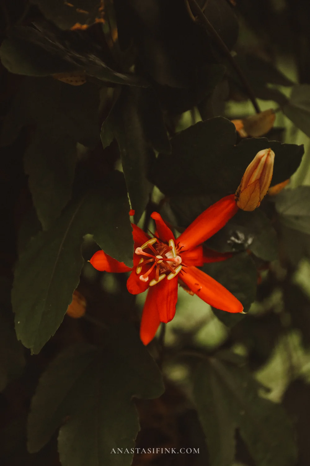 Red passionflower close-up