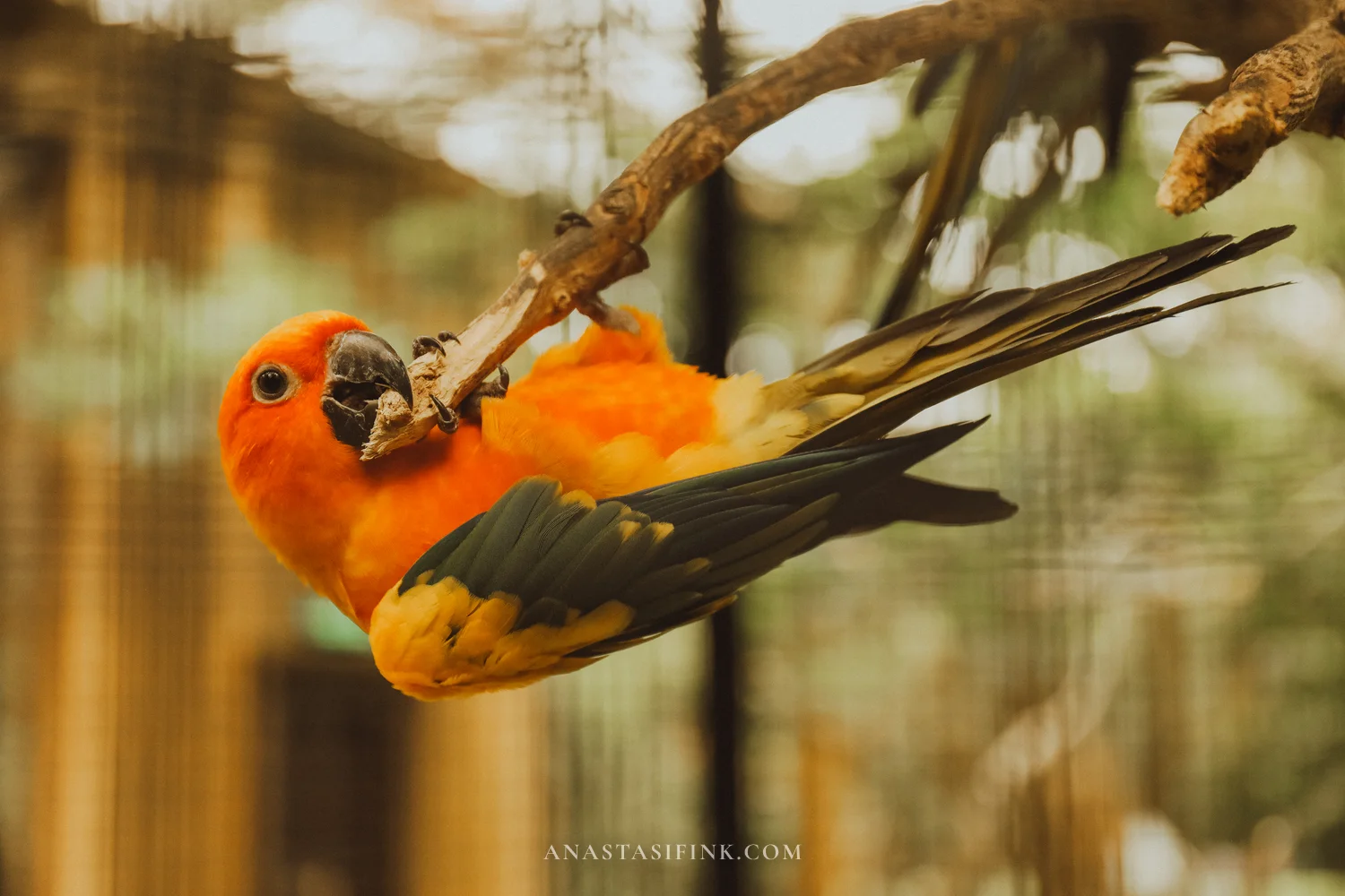 Sun Conure hanging upside down from a branch