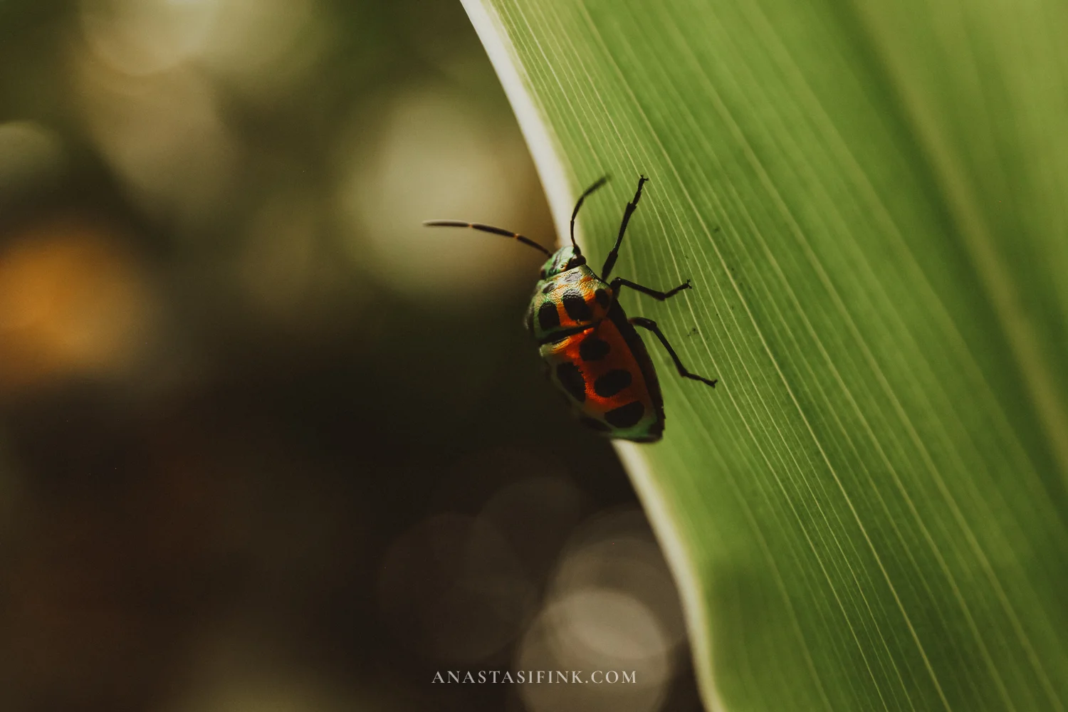 Tropical ladybug on a leaf