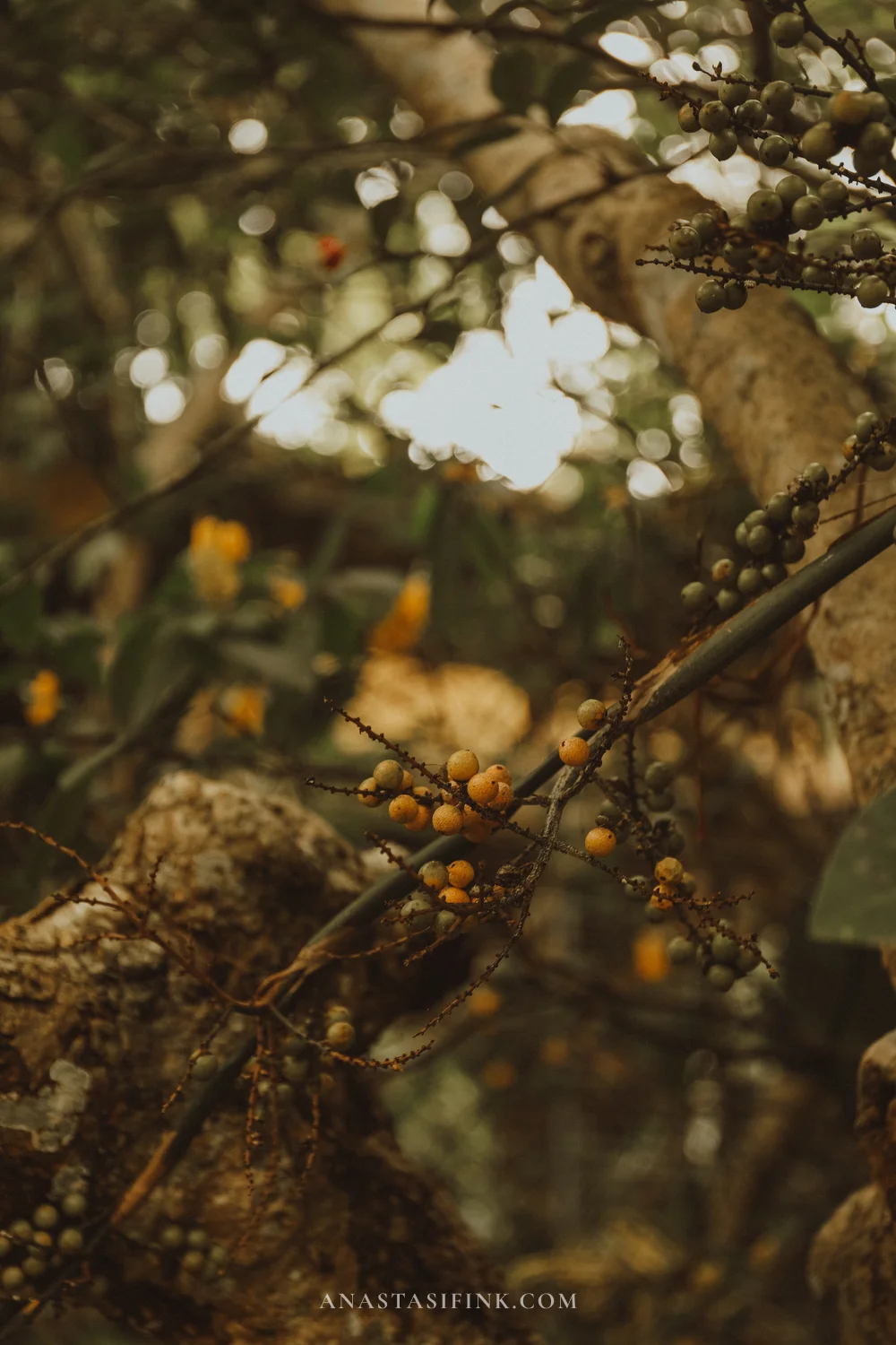 Tropical berries on a branch