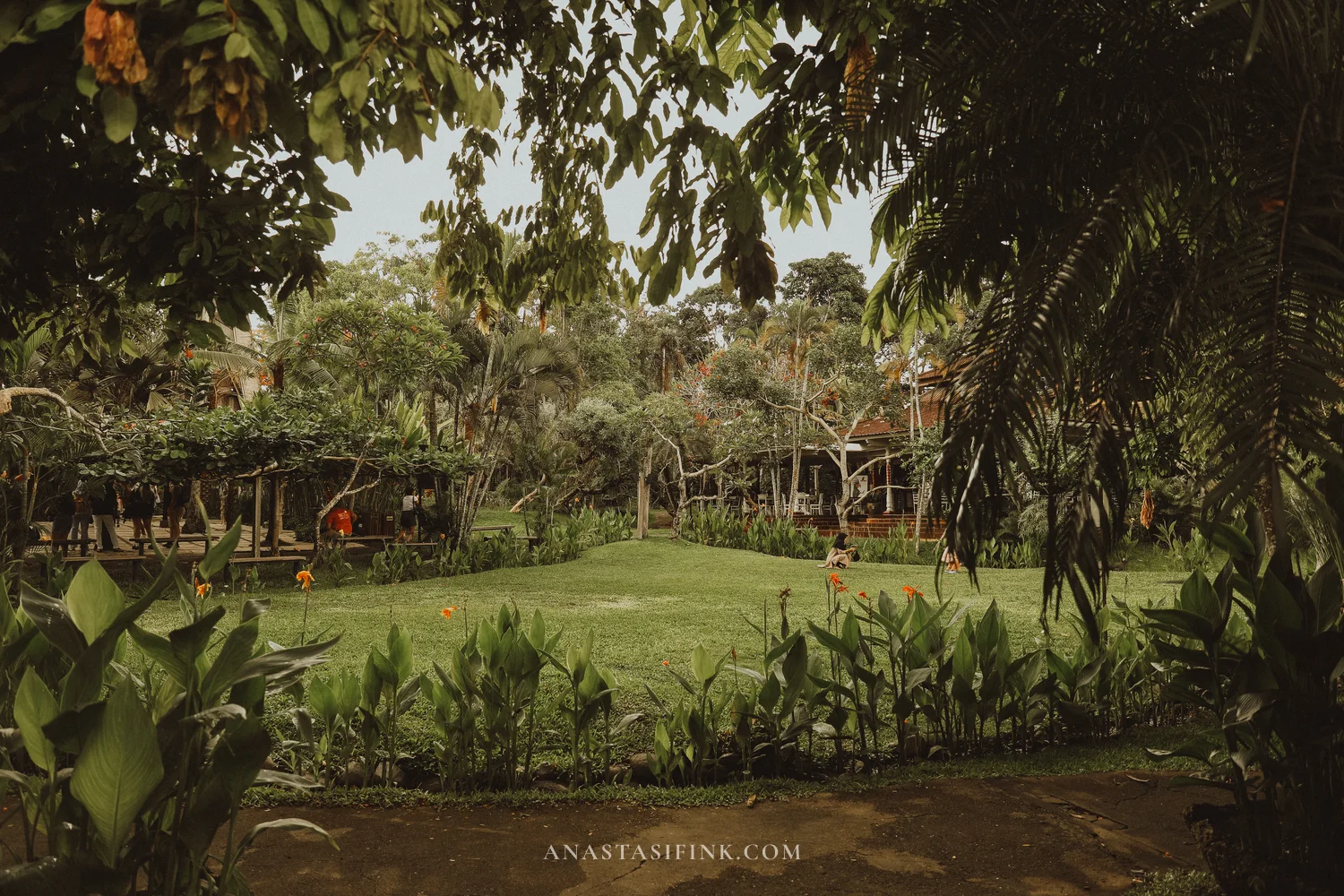 Tropical garden with green lawn