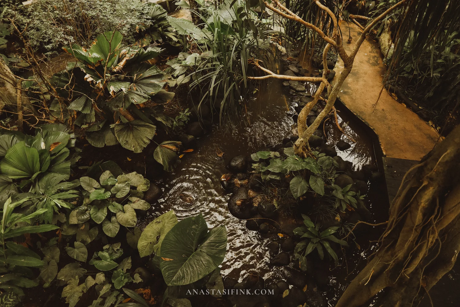 Tropical stream with plants and ducks