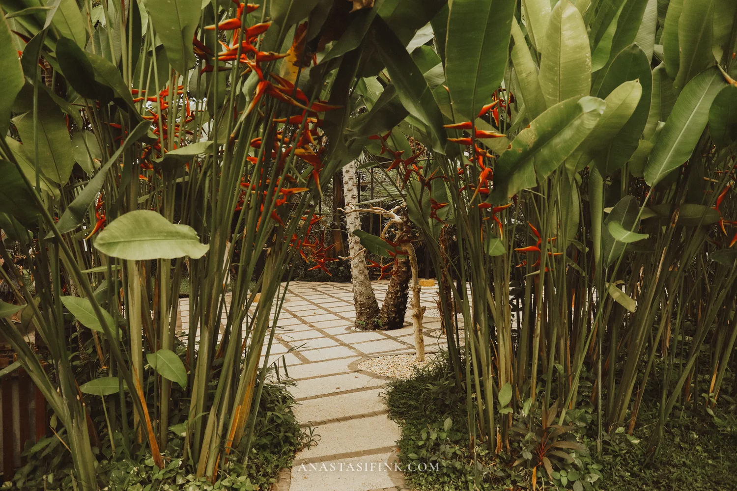 Tropical path among heliconias
