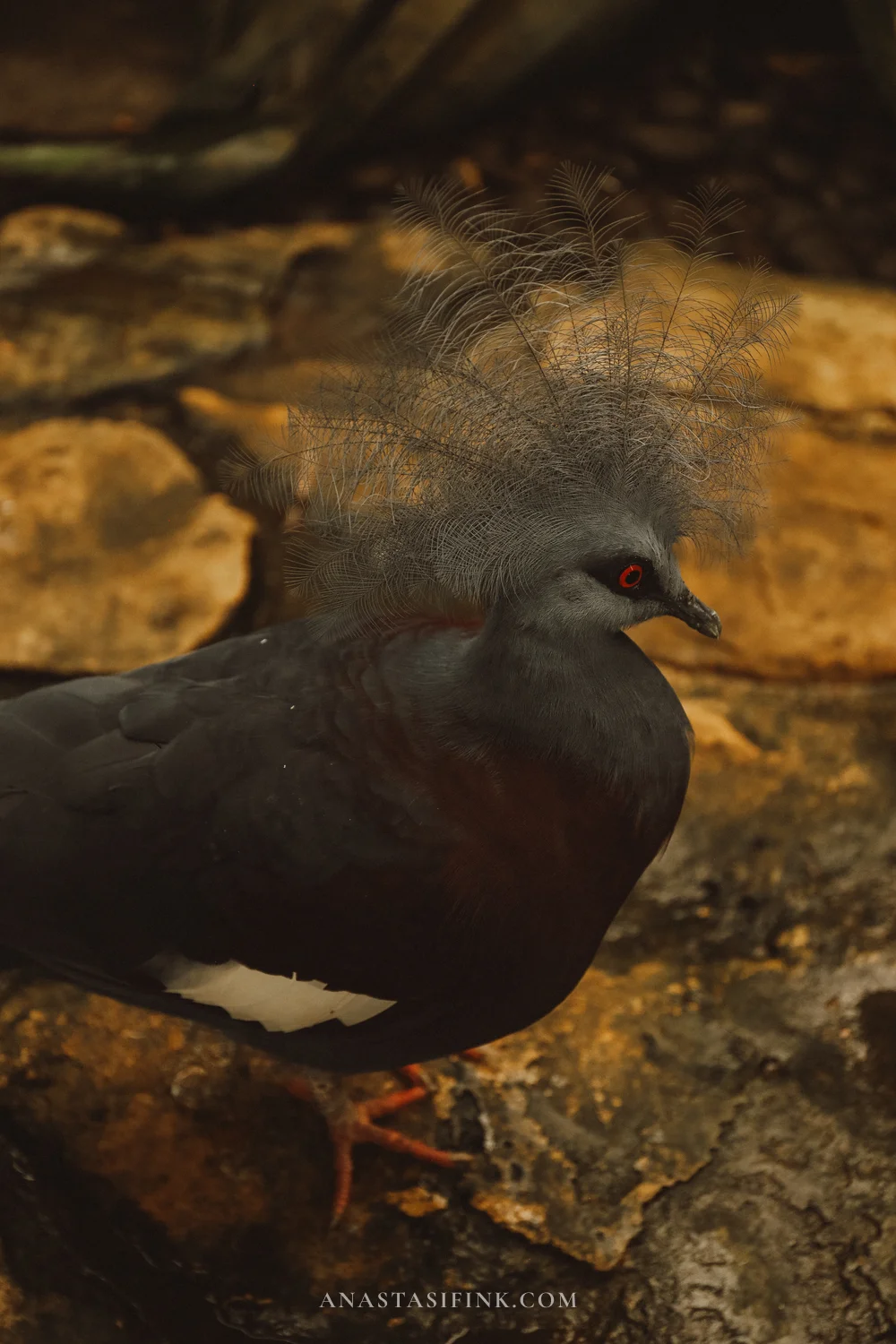 Victoria Crowned Pigeon — one of the most beautiful birds at Bali Bird Park