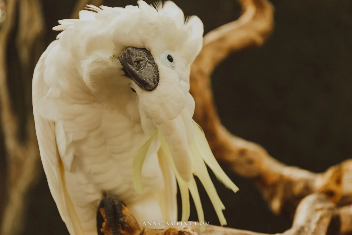 White Cockatoo close-up