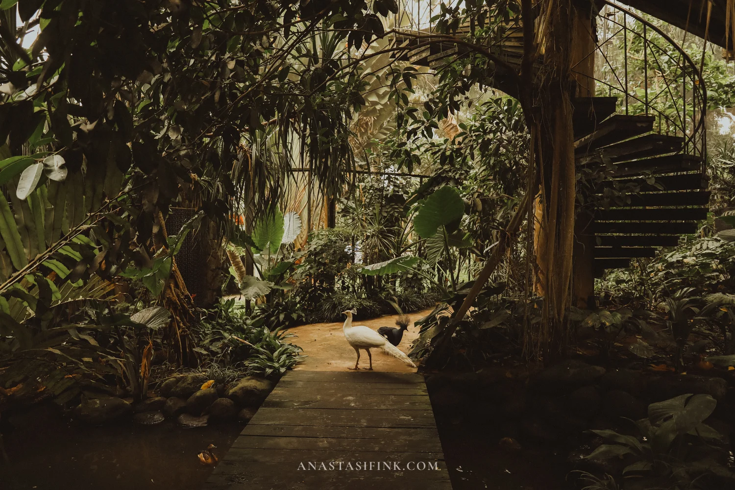 White peacock on a wooden walkway surrounded by greenery