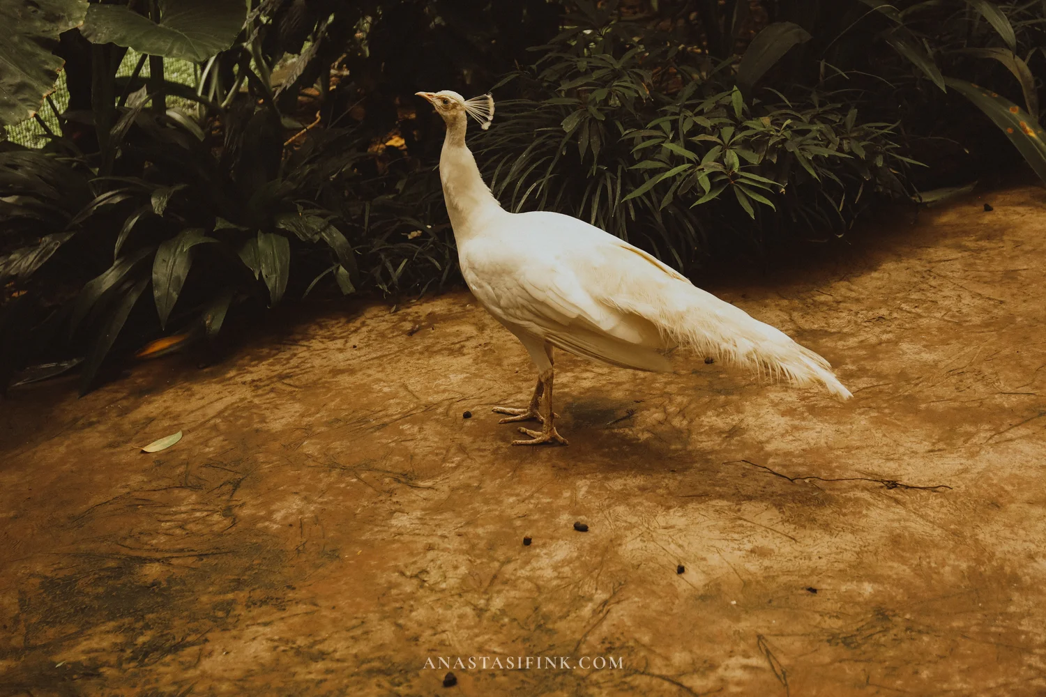 White peacock on a sandy path