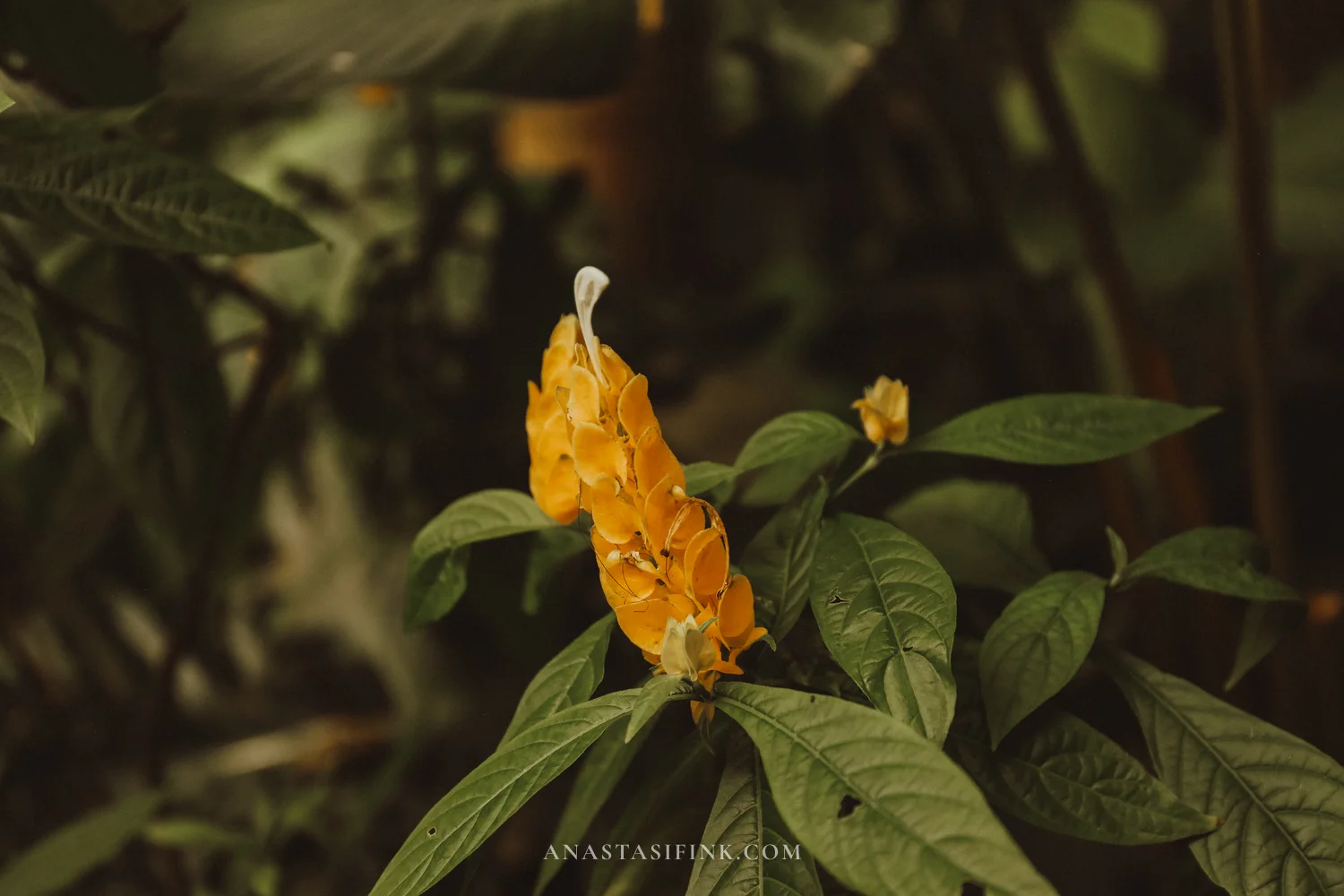 Yellow shrimp plant flower