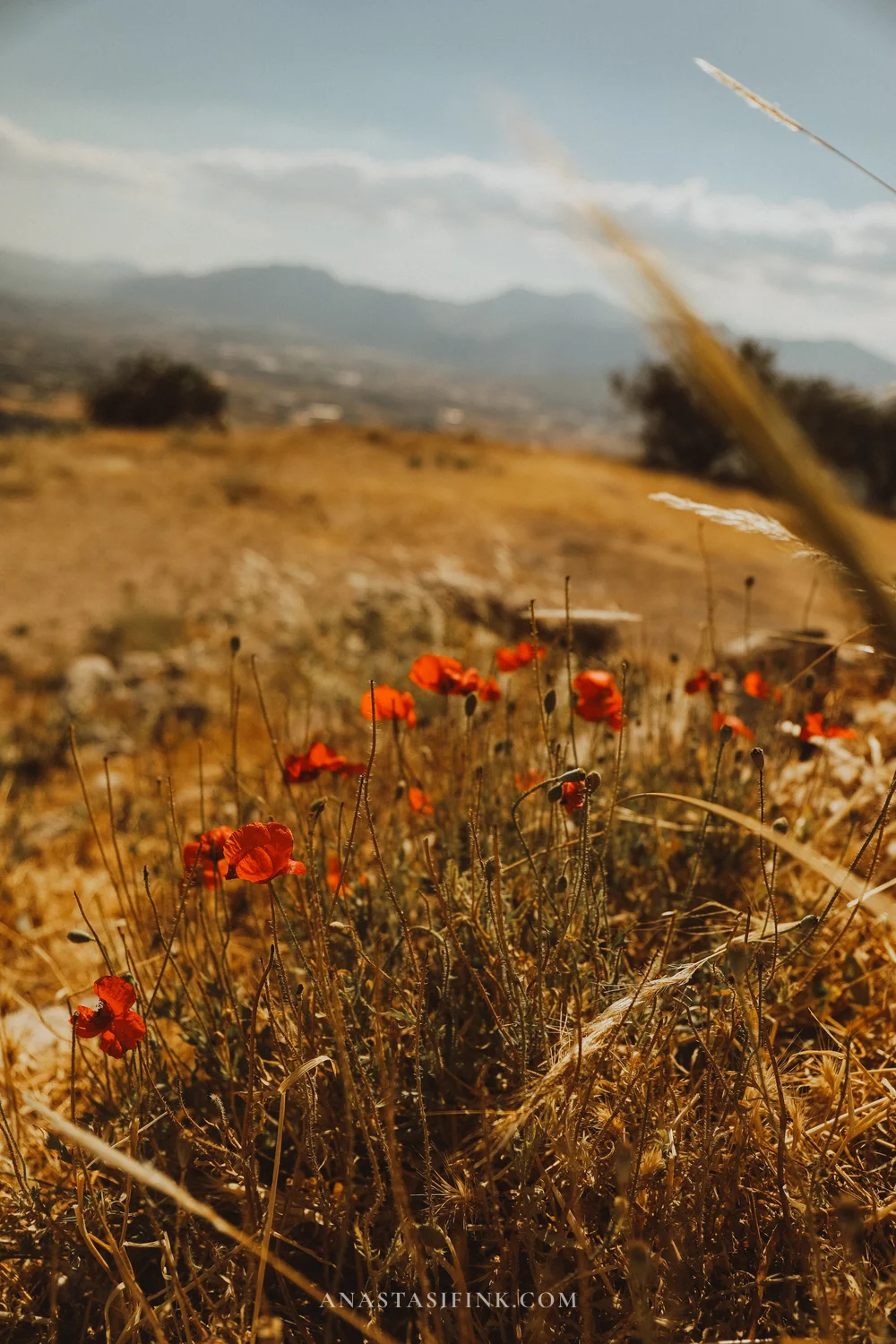 Wild poppies with mountain backdrop — spring at Tlos