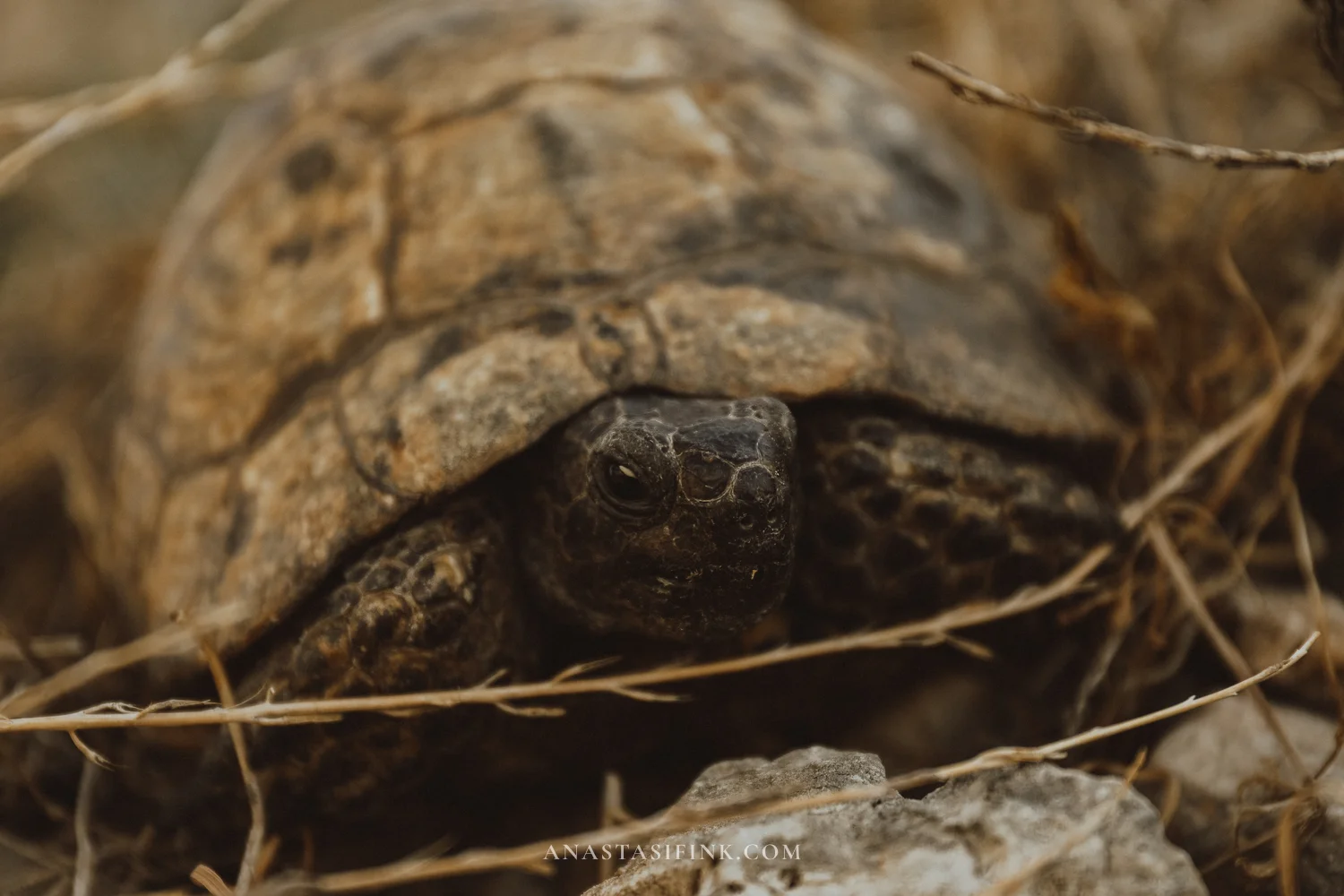 Tortoise face close-up