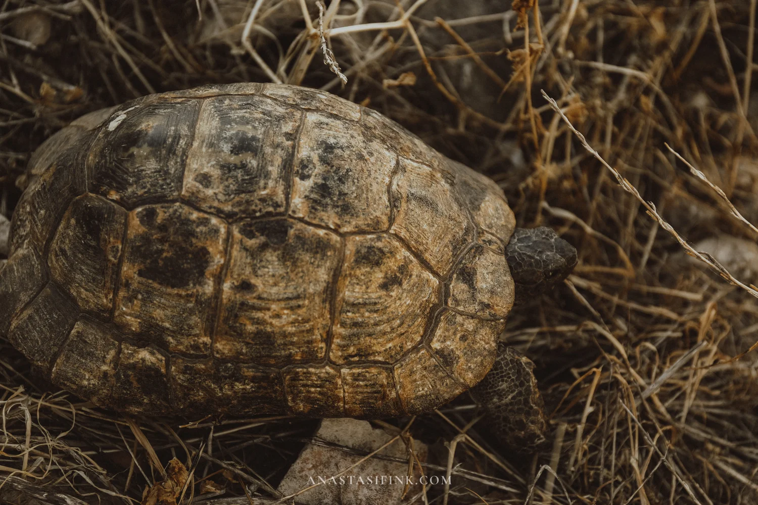 Wild tortoise among dry grass — shell view