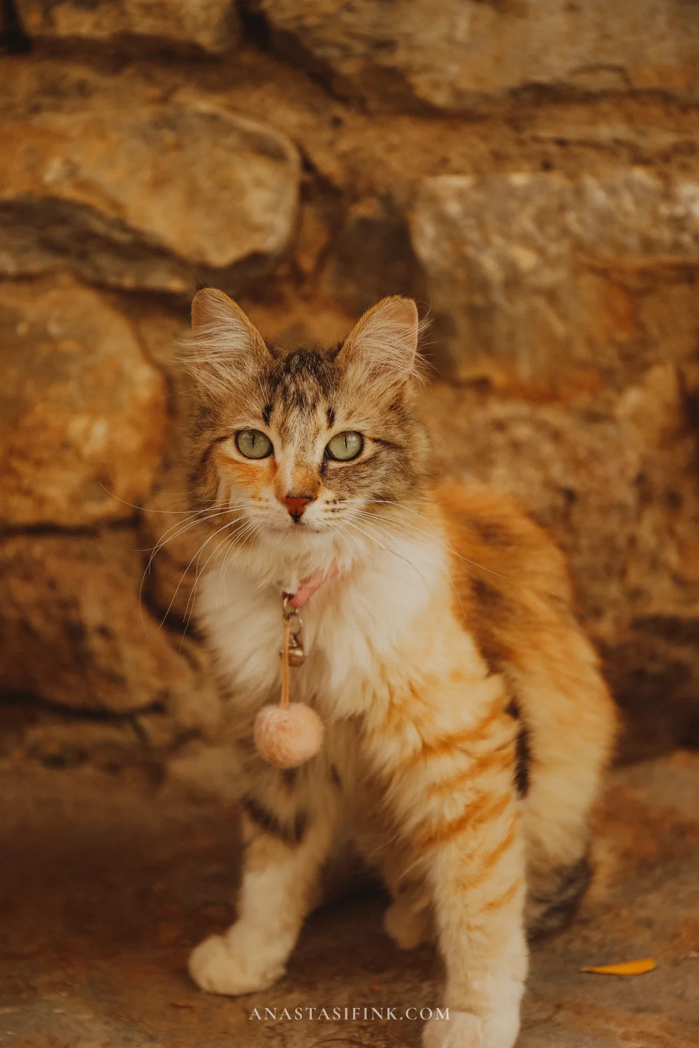 Рыжий кот с ошейником в старом городе Датча