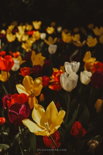 Разноцветные тюльпаны в парке Эмирган — жёлтые, красные и белые крупным планом