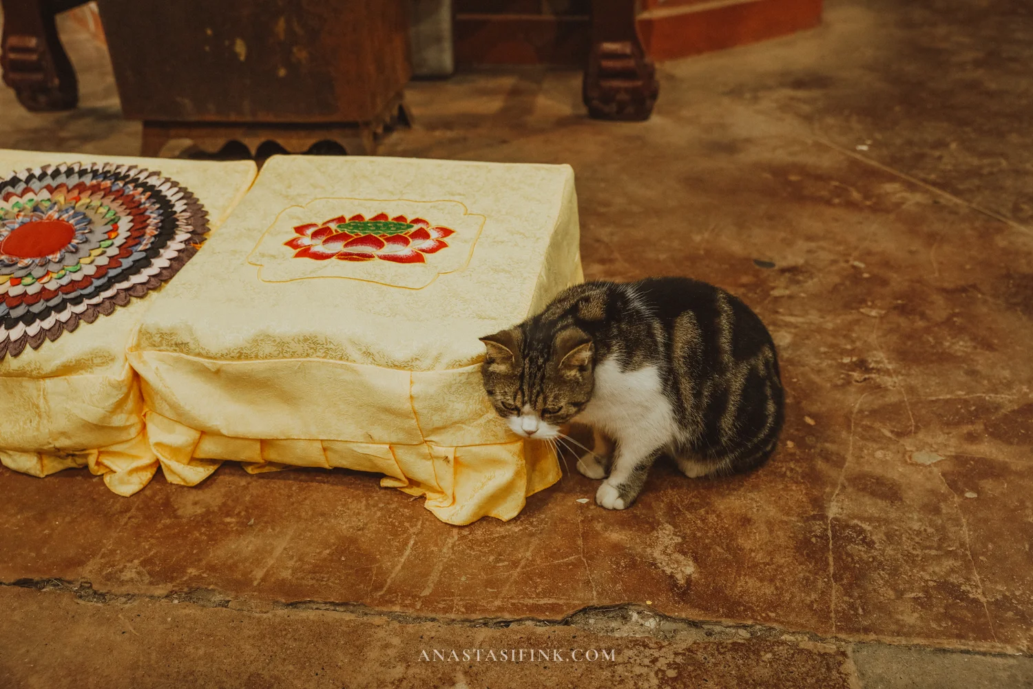 Temple cat by a ritual cushion with a lotus