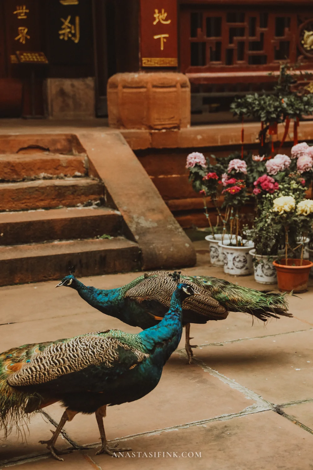 Two peacocks in the Wuyou Temple courtyard among flowers