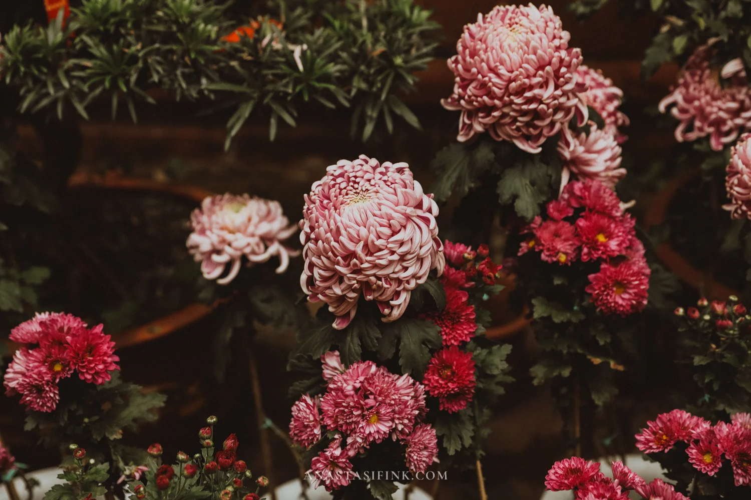 Pink chrysanthemums close up at Wuyou Temple