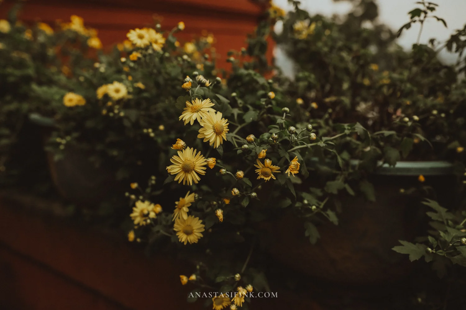 Yellow chrysanthemums in pots at Wuyou Temple