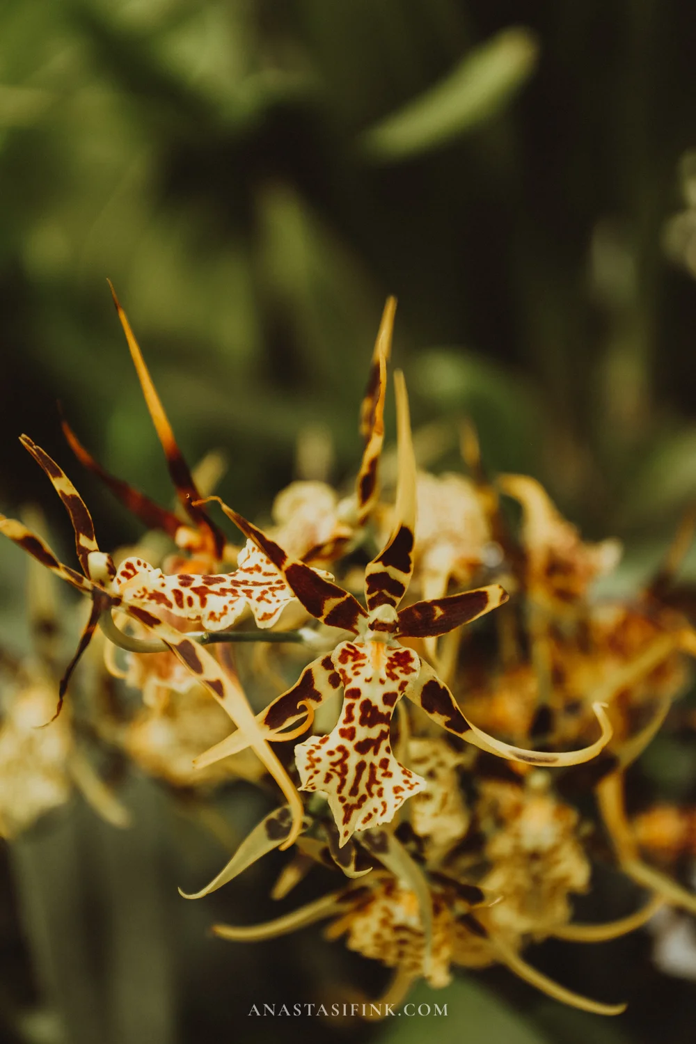 Yellow-brown spider orchid with long petals