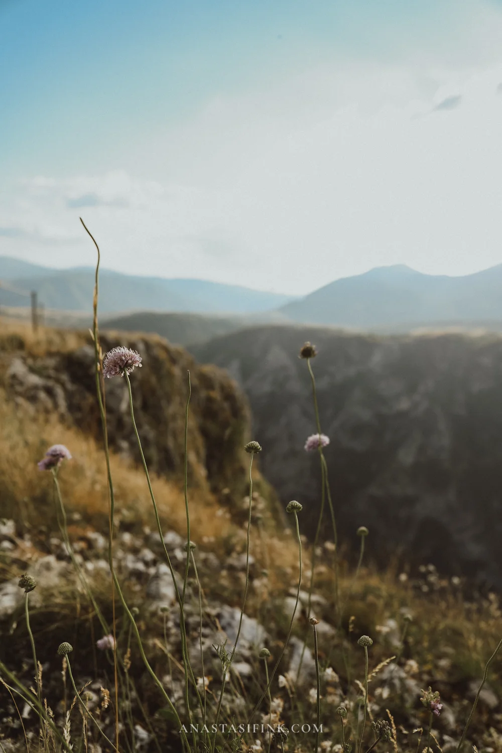 Wildflowers on the edge of the cliff at Babina Greda viewpoint, Montenegro