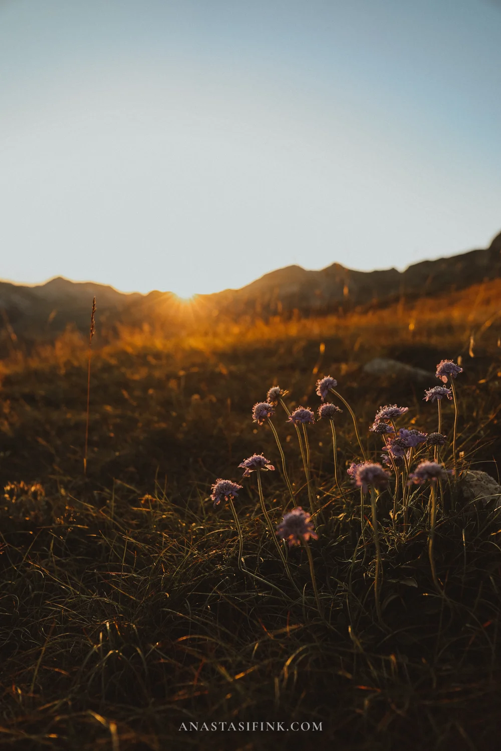 Wildflowers backlit by the setting sun at Sedlo Pass, Durmitor, Montenegro