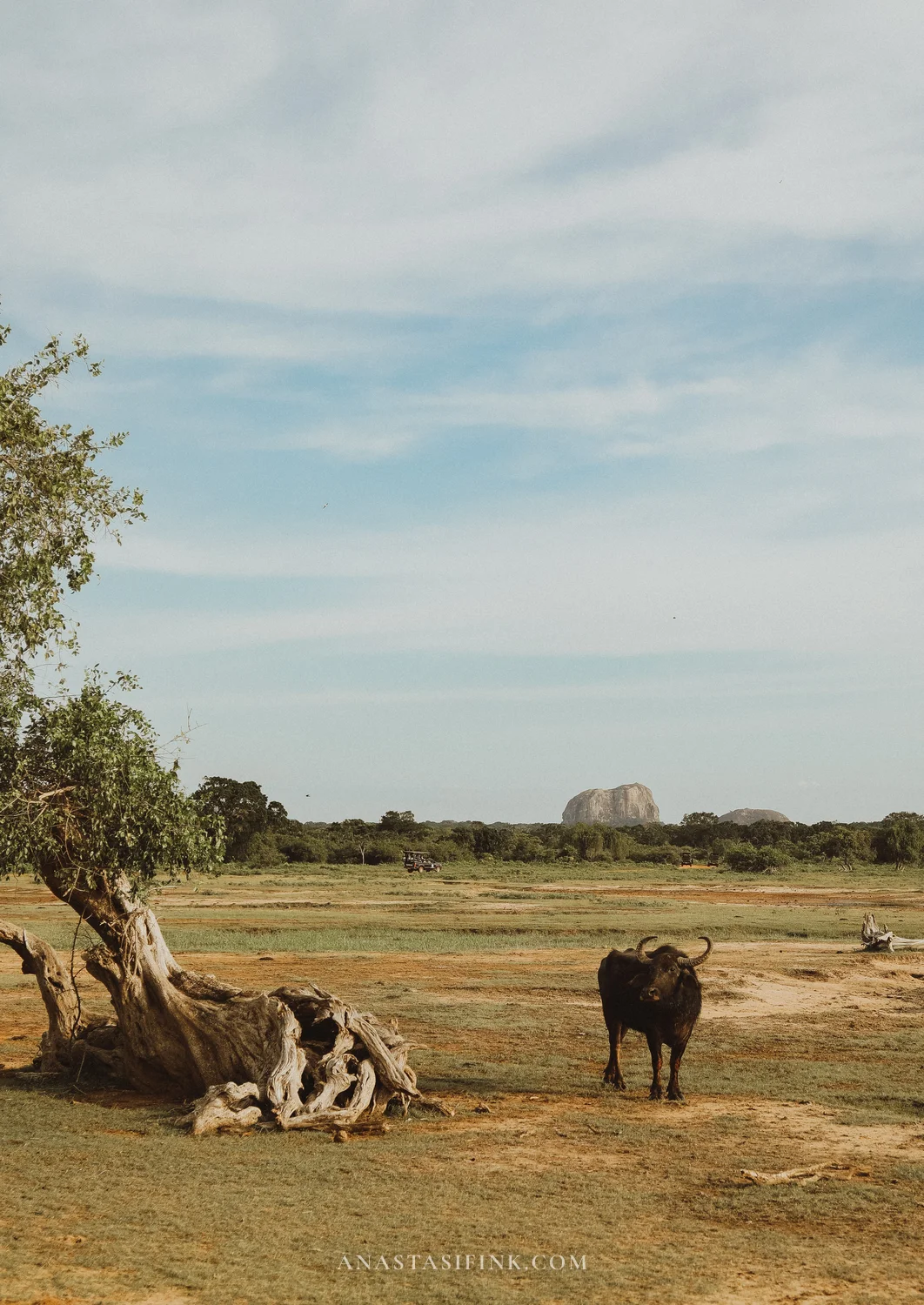 Water buffalo and dead tree with a granite rock outcrop in the background in Yala