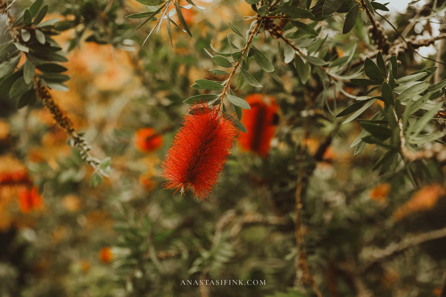 Red bottlebrush flower in the Atlantic Botanical Garden of Gijón