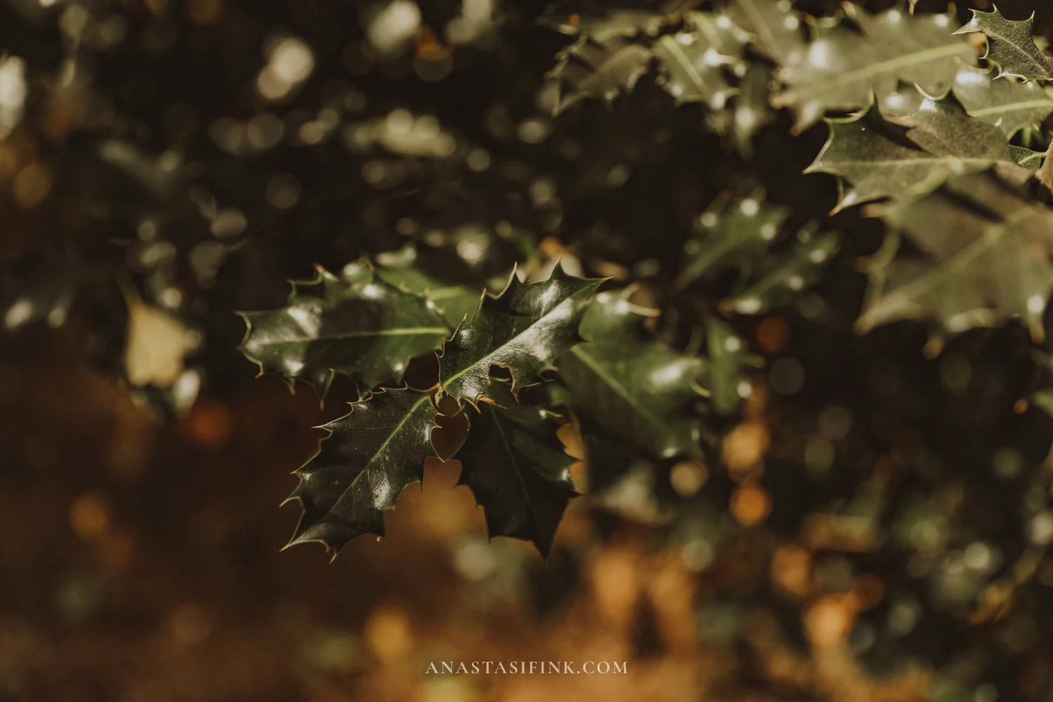 Glossy holly leaves in the Gijón Botanical Garden