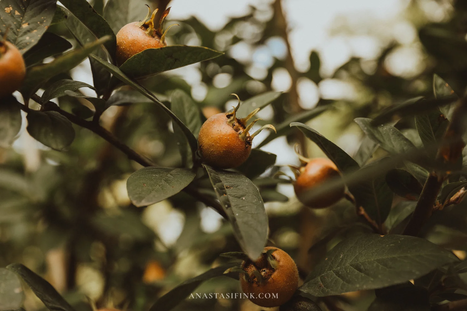 Medlar fruits ripening on a branch in the Gijón Botanical Garden