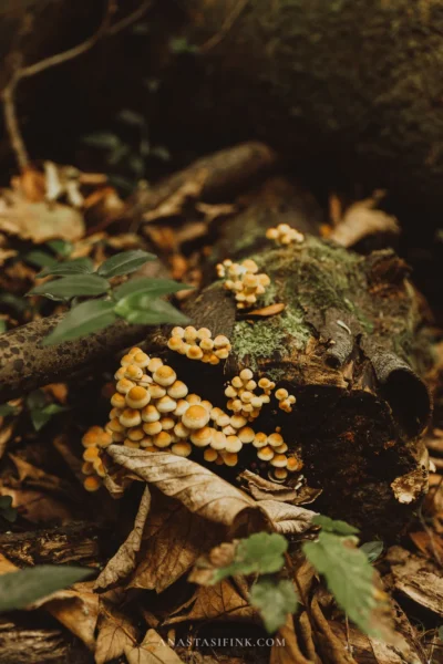 Cluster of small yellow mushrooms on a mossy log in the Atlantic Botanical Garden of Gijón