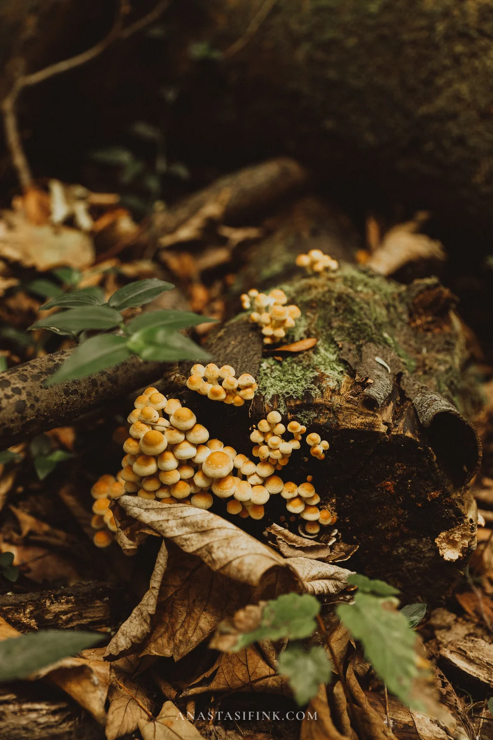 Cluster of small yellow mushrooms on a mossy log in the Atlantic Botanical Garden of Gijón
