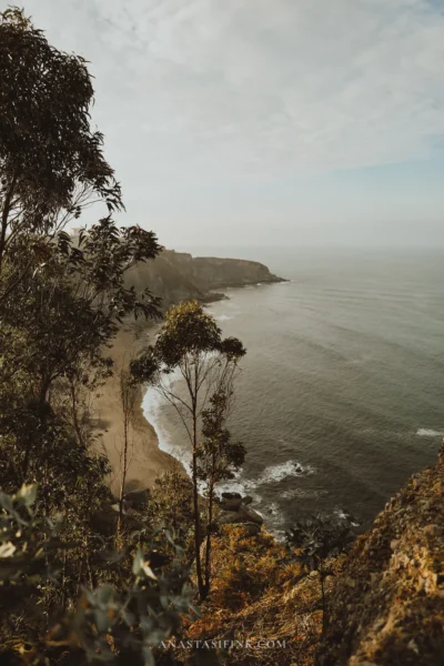 Eucalyptus trees above a sandy beach and cliffs at the viewpoint on Senda del Cervigón, Gijón