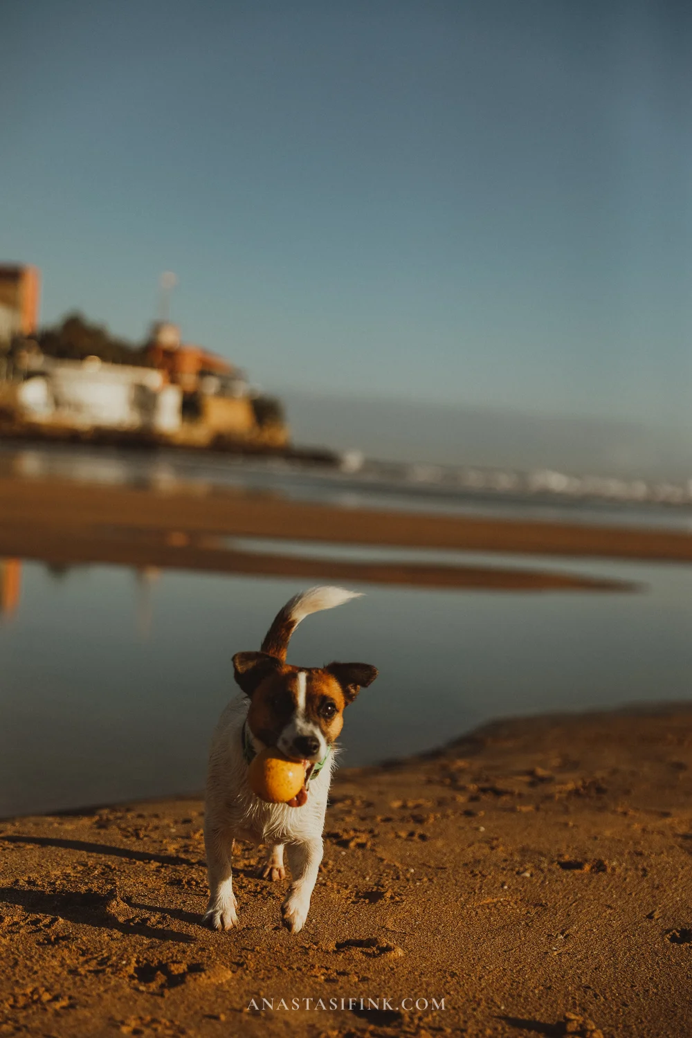 Jack Russell terrier running with a ball on San Lorenzo beach with Cimavilla behind