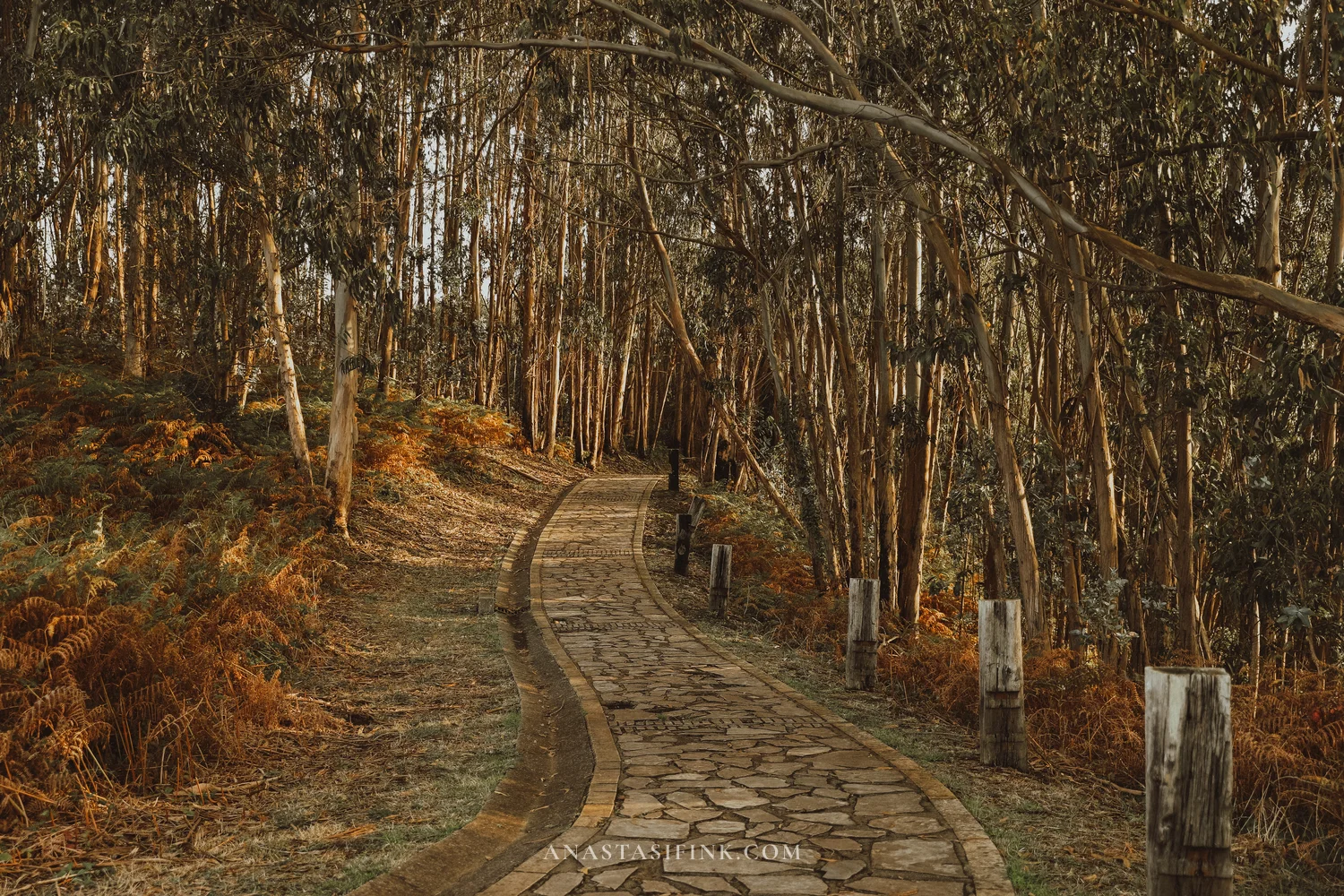 Stone-paved path through a eucalyptus grove with orange ferns on the Senda del Cervigón near Gijón